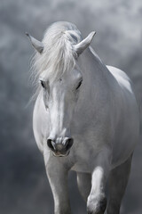 White arabian horse portrait - obrazy, fototapety, plakaty