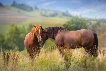 Horses on pasture