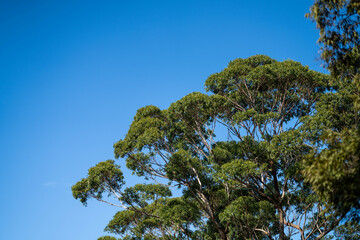 Yellow Banksia flower in the Australian bush in a national park