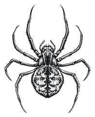 Spider sketch. Animal insect in vintage engraving style. Vector illustration