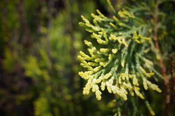 close up of pine needles