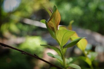 leaves on a tree