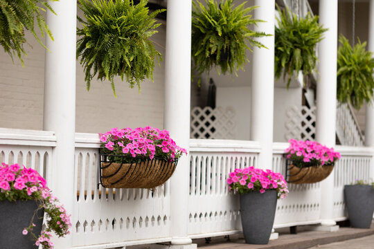 Pink potted flowers on side of restaurant in downtown Summerville, South Carolina. Summerville is the birth place of sweet tea and has lots of southern charm.