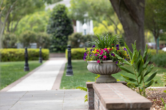 Potted flowers in Huntington Square park in Downtown Summerville, South Carolina. Summerville is the birth place of sweet tea. Sidewalk path in the background
