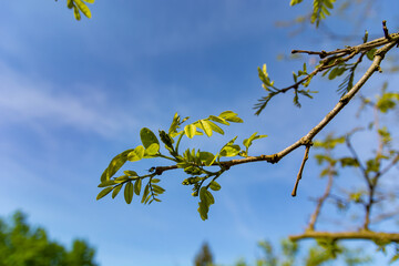 A young branch of a locust tree with fresh leaves and buds on the verge of blossoming on a spring day in nature. Close up shot with selective focus