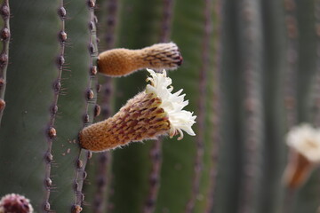 White funnel-shaped flower of the Pachycereus pringlei cactus