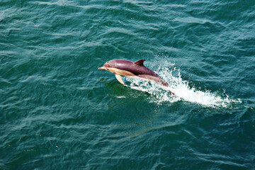 Obraz premium surfing in the sea