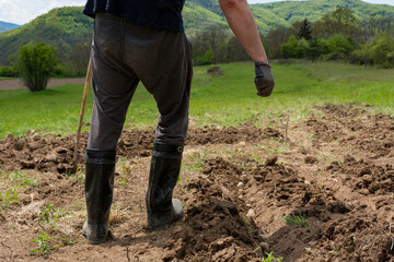 A man is throwing artificial fertilizer by hand into the holes with potatoes on the field on a sunny spring day. He is wearing protective gloves and tall boots