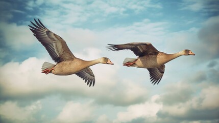 Fototapeta premium A pair of geese honking as they fly across the sky. AI generated
