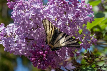 A beautiful butterfly, Scarce swallowtail, on a purple lilac flower on a sunny spring day in the garden. The butterfly's Latin name is Iphiclides Podalirius