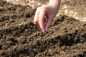 Hand growing seeds of vegetable on sowing soil at garden metaphor gardening, agriculture concept.