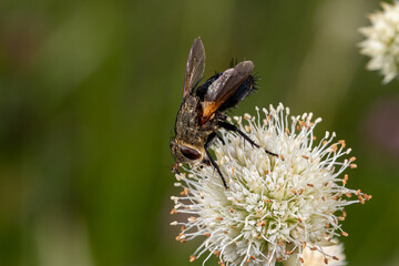 Leskia or Genea Tachinid Fly on Rattlesnake master wildflower. Insect and wildlife conservation, habitat preservation, and backyard flower garden concept.