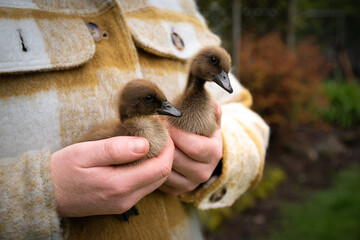 Hands Holding Baby Ducklings