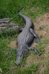 alligator in the swamp