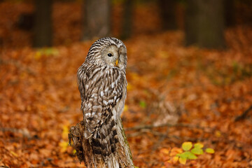 Owl in autumn. Ural owl, Strix uralensis, perched on mossy rotten stump in colorful beech forest. Beautiful grey owl in orange leaves. Fall in wildlife nature. Nocturnal bird of prey in habitat.