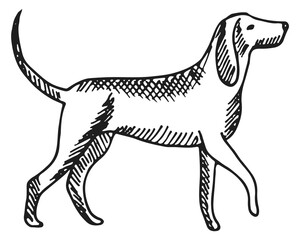 Dog sketch. Hand drawn pet. Walking animal