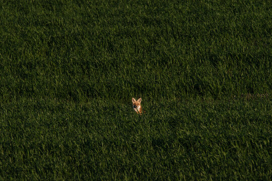Mother Fox in Rolling Green Field