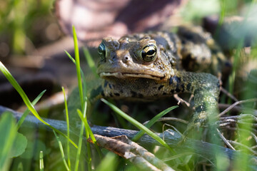 American toad (Anaxyrus americanus) in spring