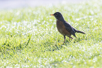 American Robin in morning light