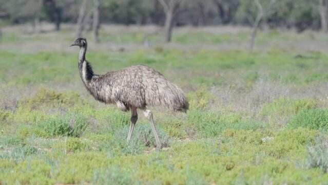 a slow motion tracking shot of an emu foraging on ground plants near cunnamulla in outback qld, australia