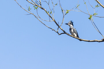 Belted kingfisher (Megaceryle alcyon) in spring