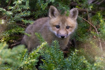 Cute baby fox in spring