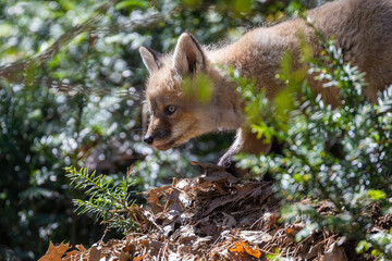 Cute baby fox in spring