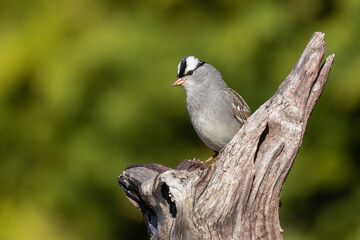 Male white-crowned sparrow (Zonotrichia leucophrys) in spring