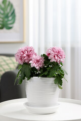 Beautiful chrysanthemum plant in flower pot on white table in room