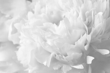 Beautiful white peony flower as background, closeup