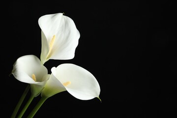 Fototapeta na wymiar Beautiful calla lily flowers on black background. Space for text