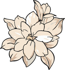 jasmine png graphic clipart design