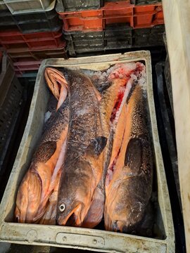 Congrio colorado chileno