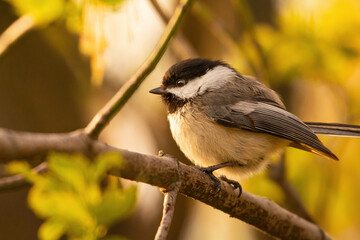 Obraz premium Beau Cotter2023