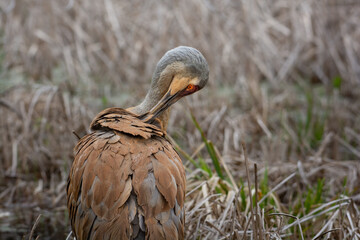 Obraz premium Beau Cotter2023