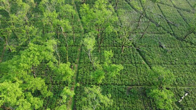 Drone or aerial view shot of tea garden Assam.