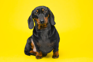 Against a bright yellow backdrop, a cute black dachshund puppy sits with an innocent look.