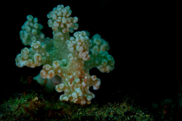 A nudibranch crawling on the reef 