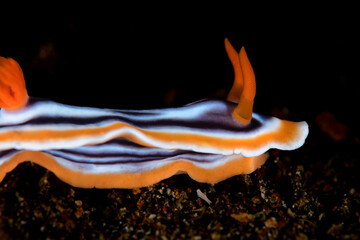 A nudibranch crawling on the bottom of the ocean 