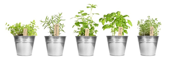 Fototapeta Different herbs growing in pots isolated on white. Thyme, oregano, melissa, basil and rosemary obraz