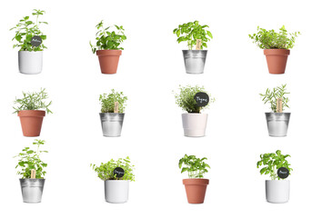Collage with different herbs growing in pots isolated on white. Thyme, oregano, lemon balm, basil...