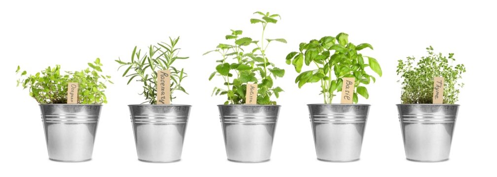 Different herbs growing in pots isolated on white. Thyme, oregano, melissa, basil and rosemary