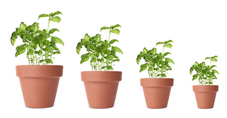 Basil growing in pots isolated on white, different sizes