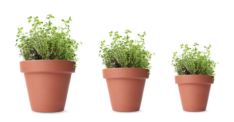 Thyme growing in pots isolated on white, different sizes