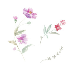 watercolor rose  flower element