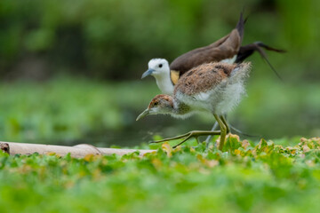 The pheasant-tailed jacana (Hydrophasianus chirurgus) is a large wader from Southeast Asia. They inhabit wetlands and large lakes where they spend their time walking across floating aquatic vegetation