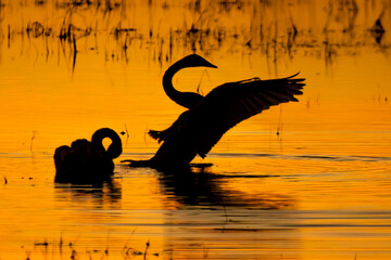 Sunset Silhouette. Trumpeter Swan (Cygnus buccinator) stretching wings at dusk. The last burning orange light of evening fades but the wetland is still active. Large waterfowl migrating in spring fall