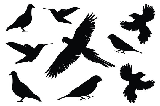 Silhouette Birds pigeon,dove bird, parrot bird,Hummingbird and etc.
Vector Collection