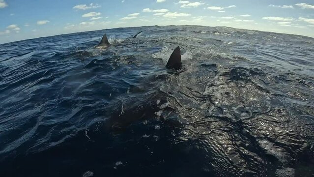 Bull sharks circling around ocean surface with fins out of water - sunny day middle of ocean