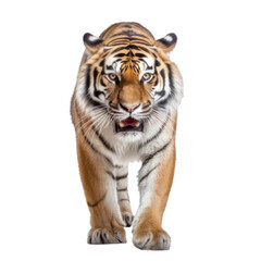 Fototapeta na wymiar white tiger isolated on white